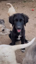 Cucciolo chcciola cane pelo lungo taglia grande