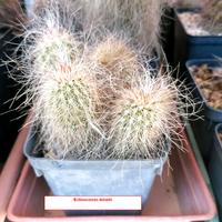 cactus Echinocereus