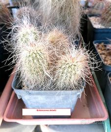 cactus Echinocereus