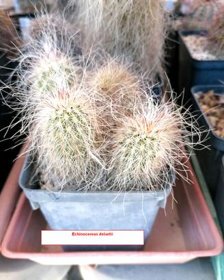 cactus Echinocereus