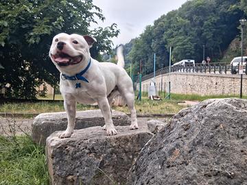 Staffordshire bull terrier cane da monta