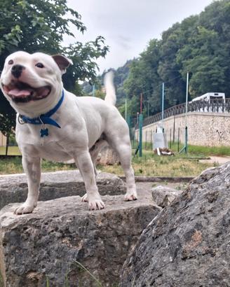 Staffordshire bull terrier cane da monta