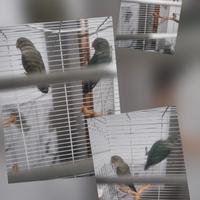 Conigli, inseparabili,canarini,e altro