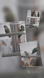 Conigli, inseparabili,canarini,e altro