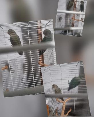 Conigli, inseparabili,canarini,e altro