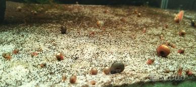 lumache acquario  planorbarius a physa