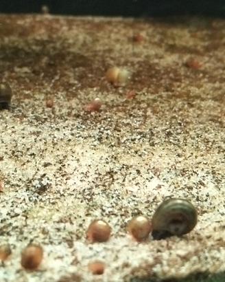 lumache acquario  planorbarius a physa