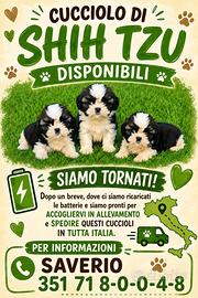 Shih tzu