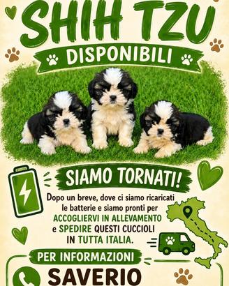 Shih tzu