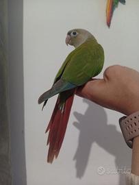 Pappagallo