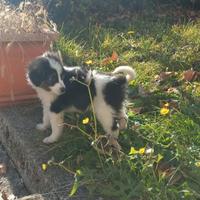 Cuccioli junior di pastore maremmano