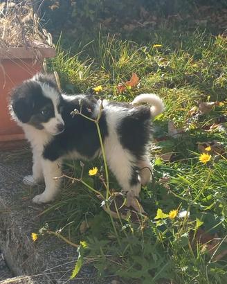 Cuccioli junior di pastore maremmano
