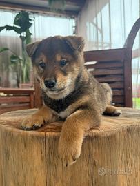Shiba inu sesamo