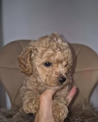 Piccoli di maltipoo