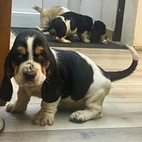 Cuccioli di Bassethound con pedigree
