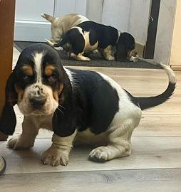 Cuccioli di Bassethound con pedigree