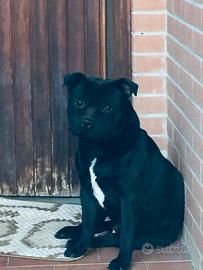 Cuccioli Staffy