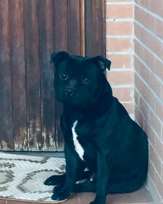 Cuccioli Staffy