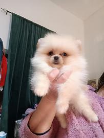 Spitz tedesco nano pomerania