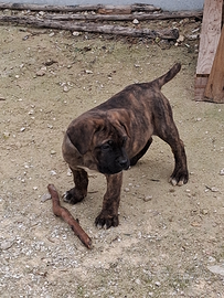 Cuccioli di cane corso