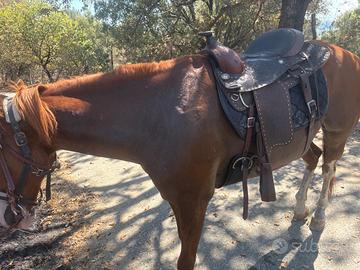 Cavallo
