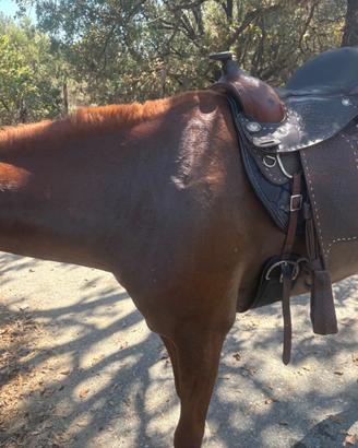 Cavallo