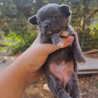 Chihuahua con pedigree