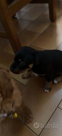 Cucciolo femmina