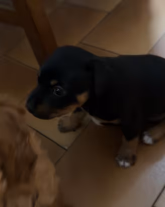 Cucciolo femmina
