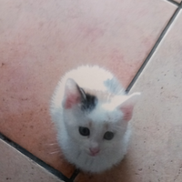 Micetti