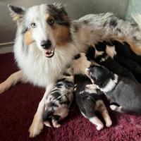 Cuccioli di Shetland Sheepdog