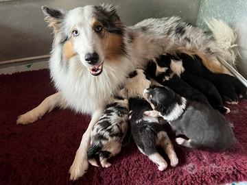 Cuccioli di Shetland Sheepdog