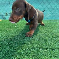 Cuccioli di bassotto ciocolato