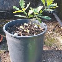 Prebonsai di quercia. Valuto permuta