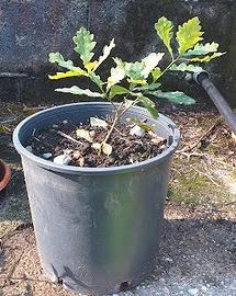 Prebonsai di quercia. Valuto permuta