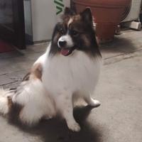 Femmina per accoppiamento