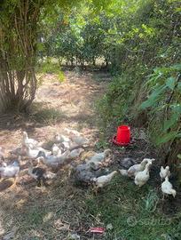 Anatre, galline , galli