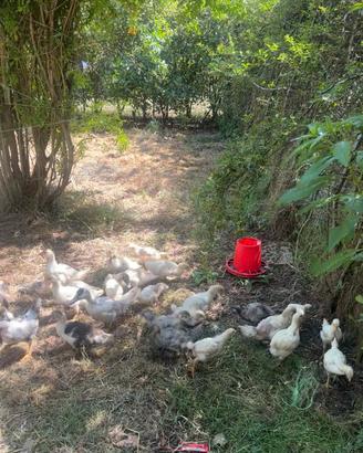 Anatre, galline , galli