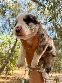 Cuccioli border collie blue merle