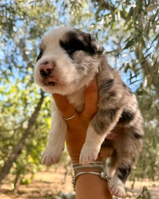 Cuccioli border collie blue merle