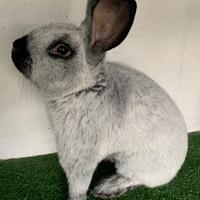 Conigli di razza in purezza