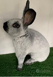 Conigli di razza in purezza