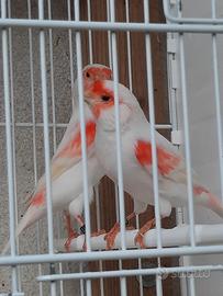 Canarino Rosso mosaico