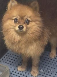 Cucciolo pomerania toy