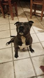 Amstaff disponibile per monta