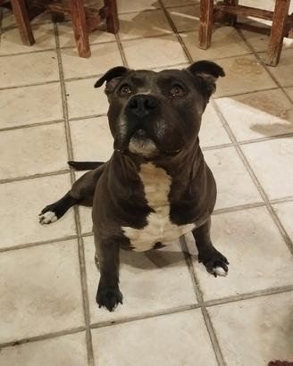 Amstaff disponibile per monta