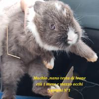 Nani testa di leone cuccioli