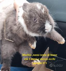 Nani testa di leone cuccioli
