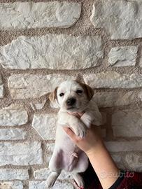 Cuccioli simil jack russel