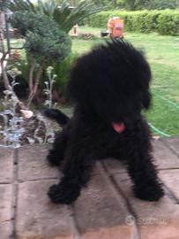 Cucciolo barboncino nano